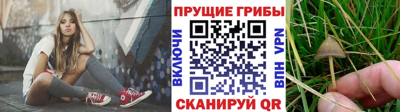 Купить закладки  Могоча  Галлюциногенные грибы мицелий 